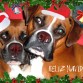 PEPA Y LOALA OS DESEAN FELICES FIESTAS